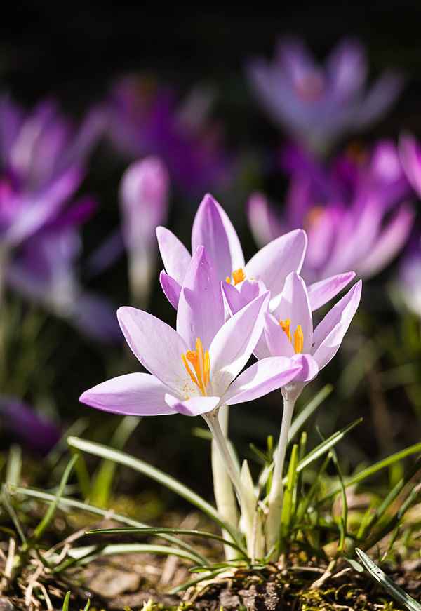 Elfenkrokusse