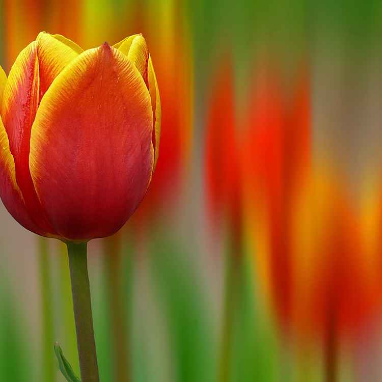 in den Vordergrund gedrängt...