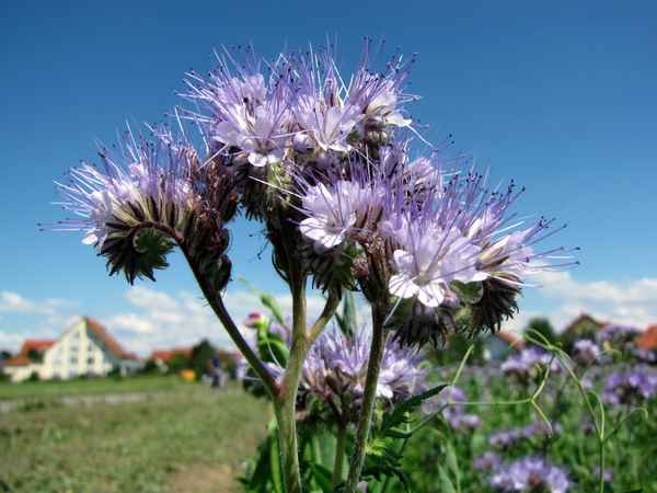 Feld-und Wiesenblume