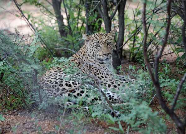 Leopard wartet auf die Nacht