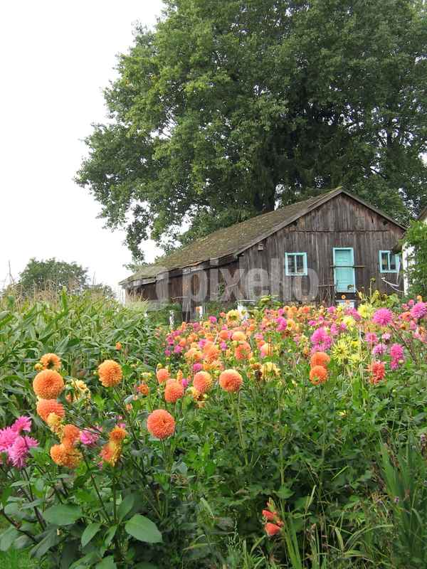 Dahlien vor einer alten Hütte