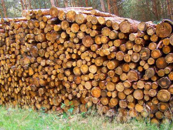 Viel Holz 2