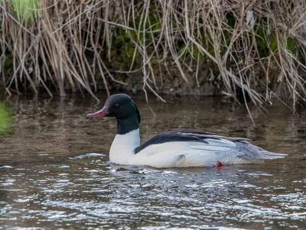 Gänsesägermännchen