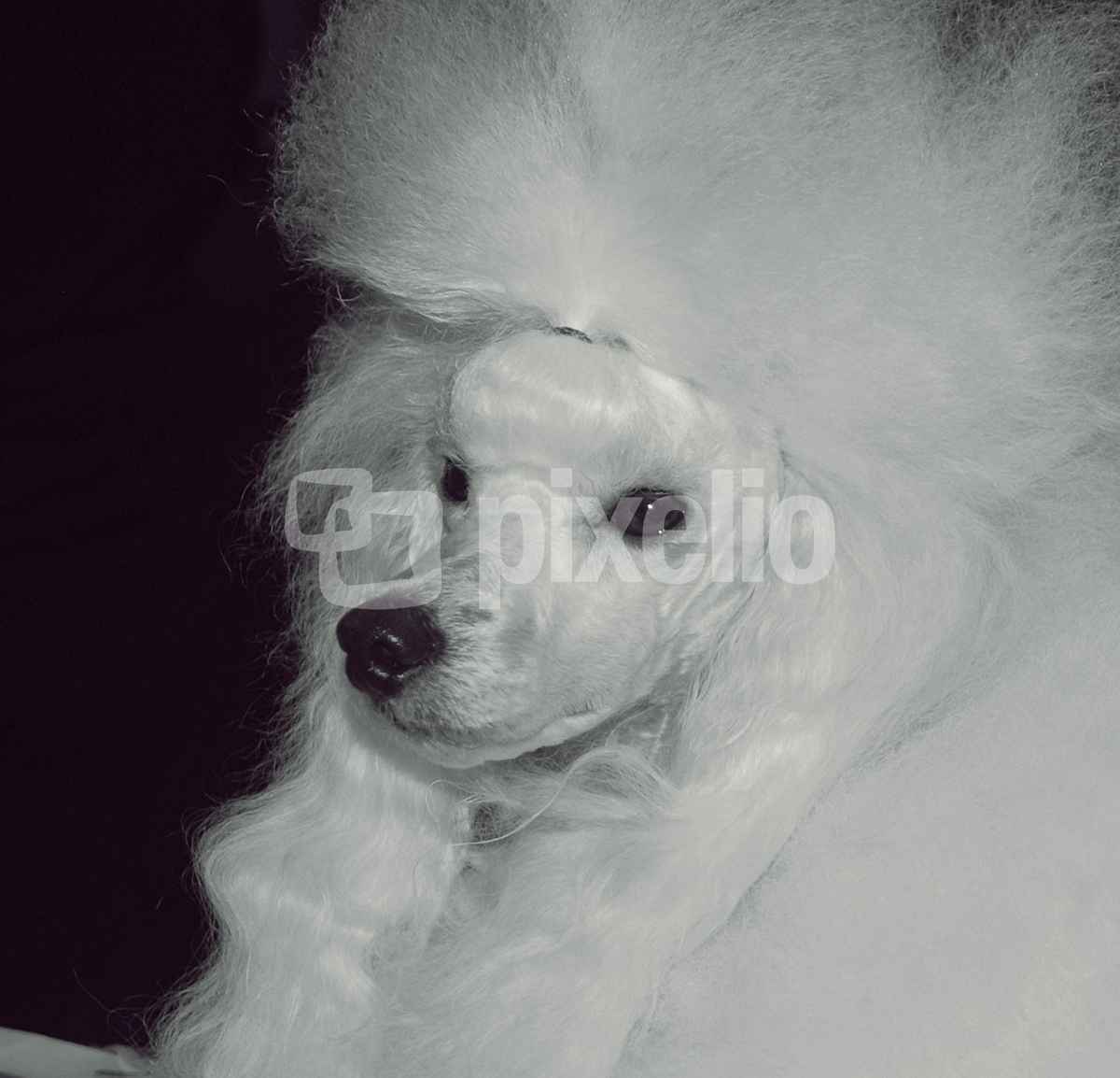 Lady