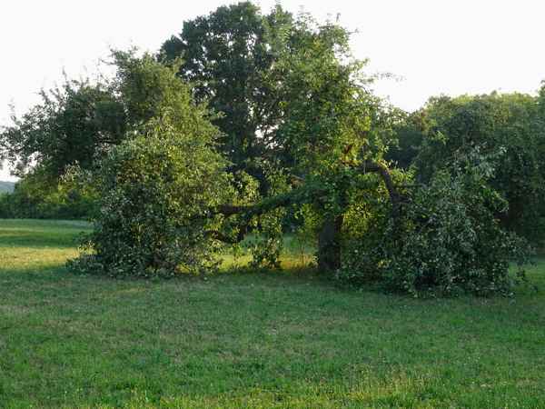 Verheerende Trockenheit