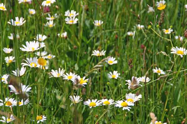 Wiesenblüten im Finzbachtal