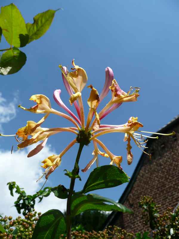 Geißblattblüte