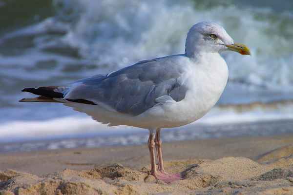 Strand Möwe