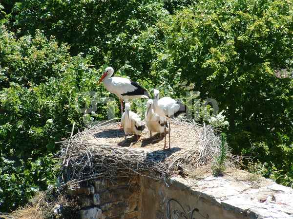 Storch mit 3 Jungen