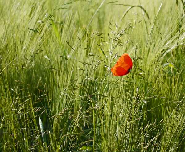 Klatschmohn im Gras