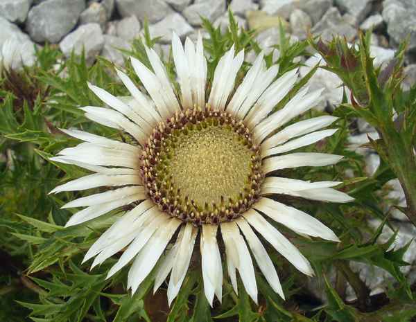 Silberdistel