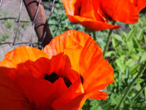 Mohn in meinem Garten