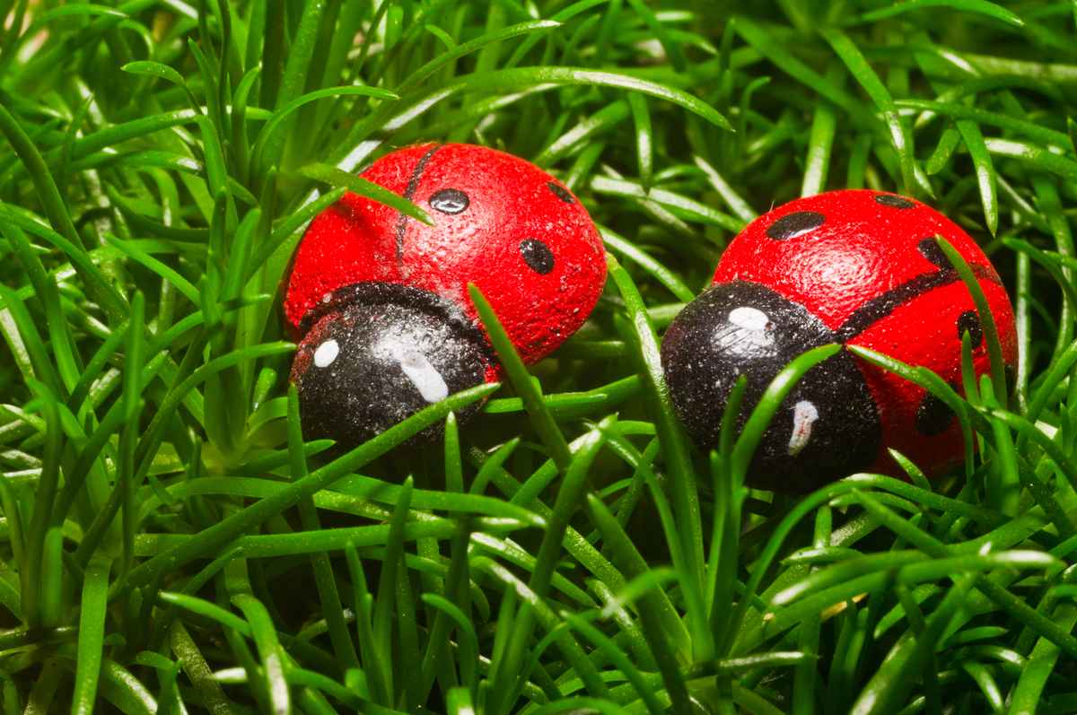 Unechte Marienkäfer im Gras