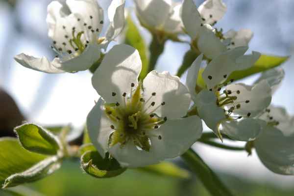  Kirschblüte 2