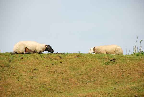 Wer sich zuerst bewegt .....