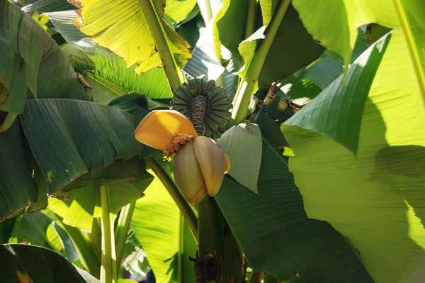 Bananenpflanze im Jura