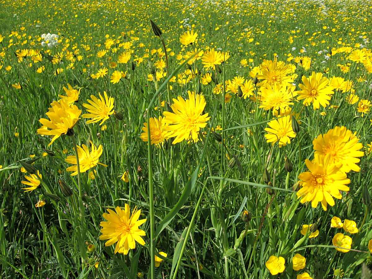 Wiesenblumen