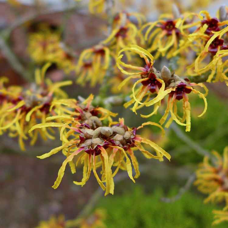 Hamamelis oder Zaubernuss