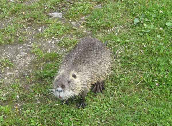 Nutria auf der Wiese