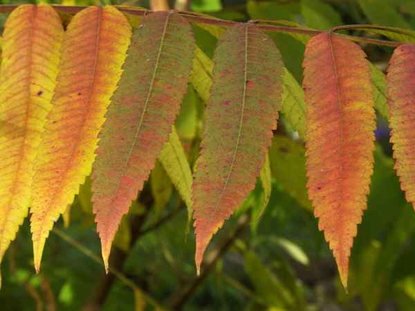 herbst