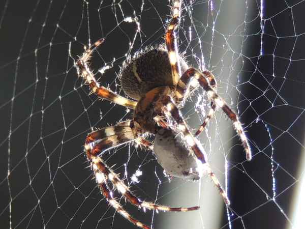 Spinne im Gegenlicht