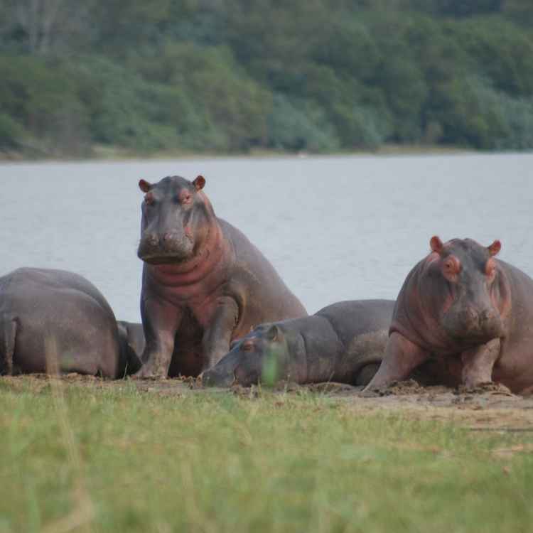 Hippos Mittagspause