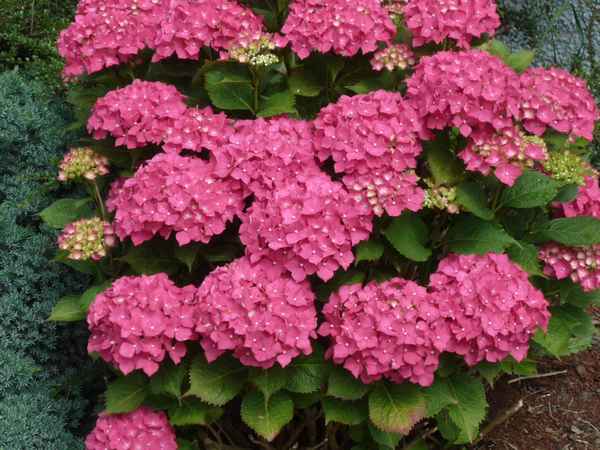 Schöne  Blumen