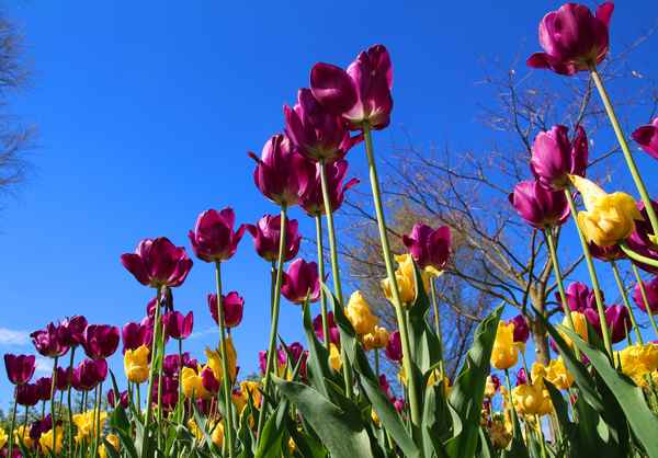 Blumengärten Hirschstetten 03