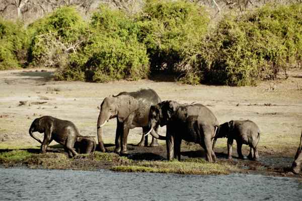 Elefanten am Chobe