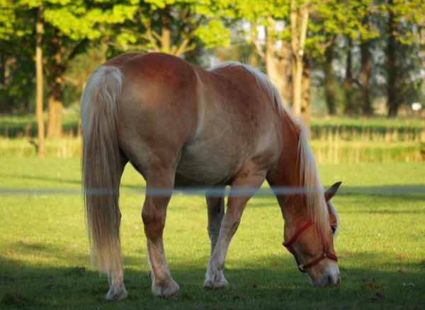 Haflinger auf der Weide