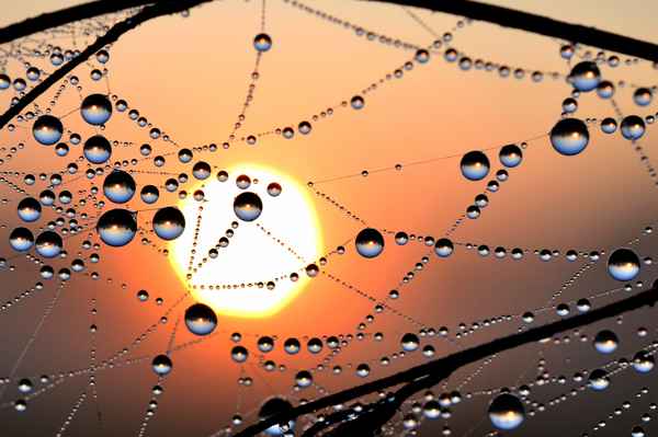 Morgensonne