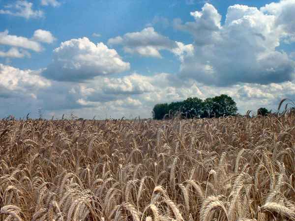 Getreidefeld im Sommer