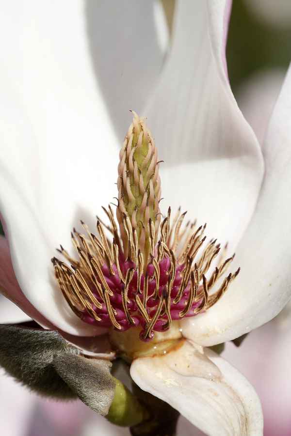 Magnolienblütenstand