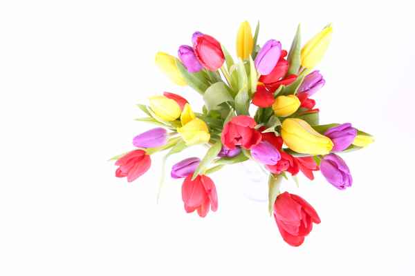 Tulpenstrauss