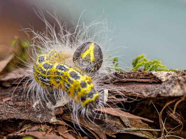 Mondvogelraupe_6
