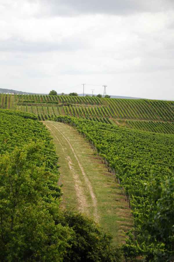 Weinberg im Rheingau