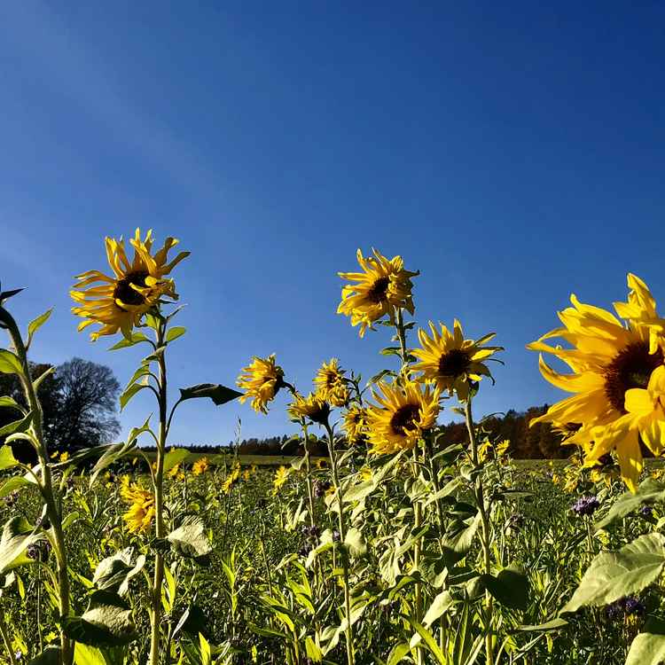 Sonnenblumenfeld
