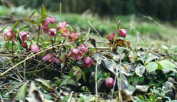 Frühlingserwachen
