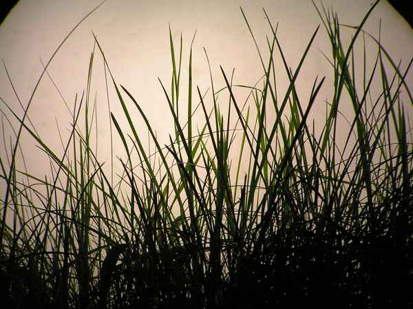 Aus der Käferperspektive 1