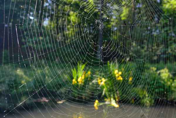 Spinne auf Wanderschaft