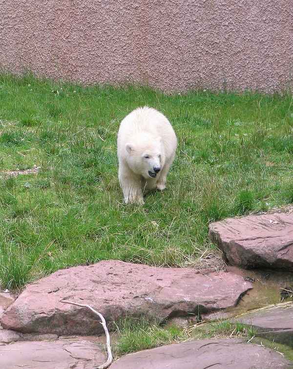 Eisbär Flocke - Tiergarten Nürnberg 03