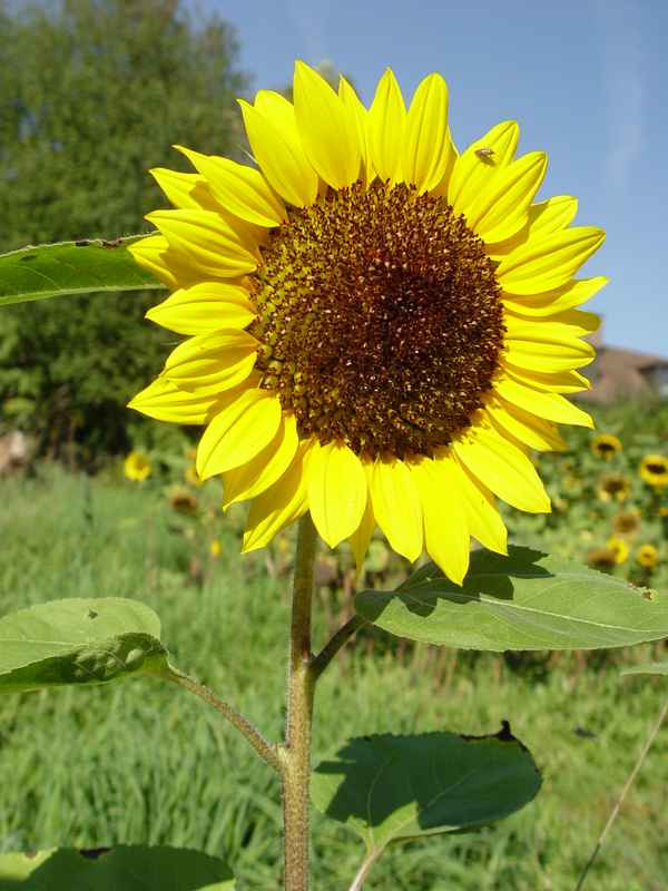 Sonnenblume vor dem Haus