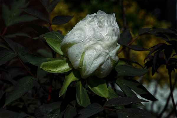 Pfingstrosenblüte