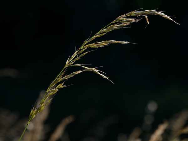 Nur Gras