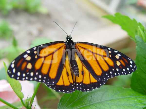 Heliconius ismenius