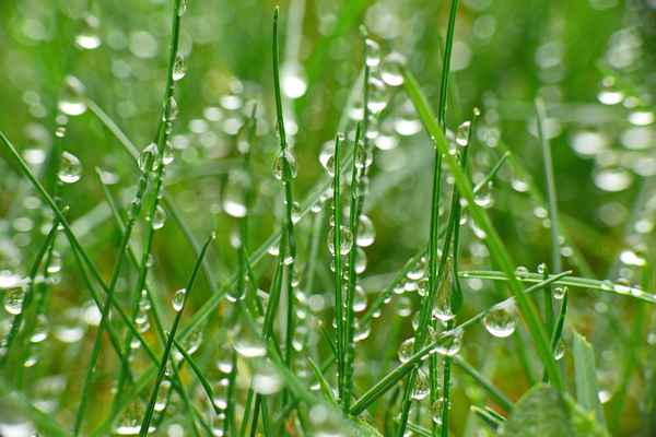 morgens in der Wiese