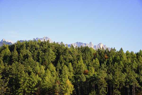 Herbstlicher Wald, im Hintergrund der Rosengarten. Südtiroler Dolomiten.