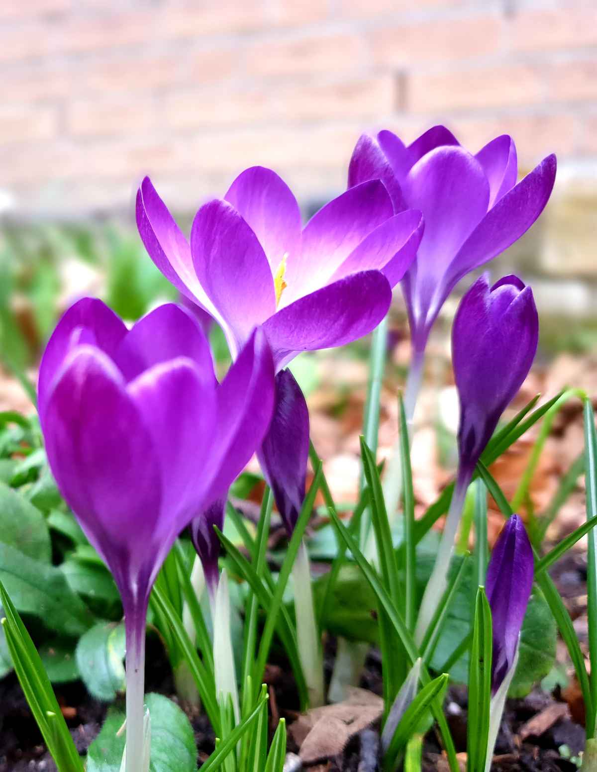 Der Frühling ist da