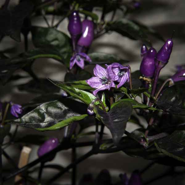 Purple Tiger