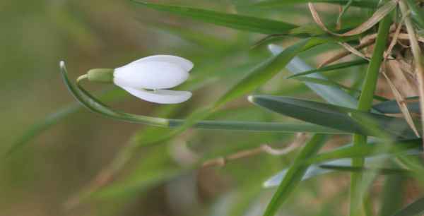 Schneeglöckchen